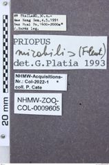 Etikett zu Melanotus laoticus (Fleutiaux, 1933)